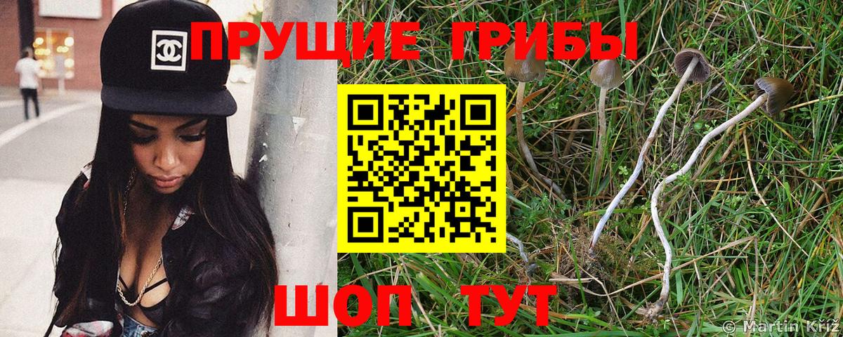 Псилоцибиновые грибы мицелий Красноярск